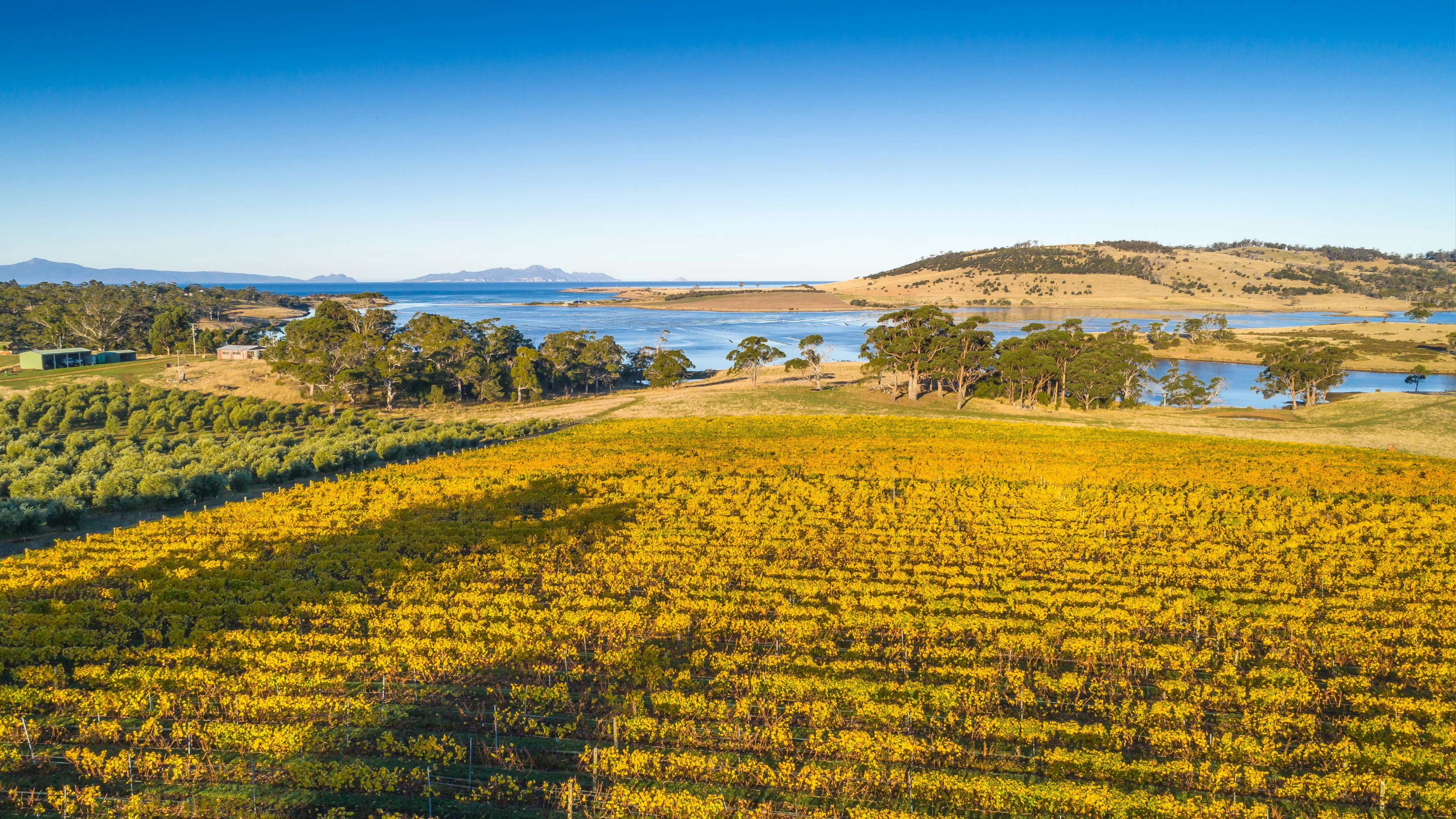 Boomer Creek Vineyard